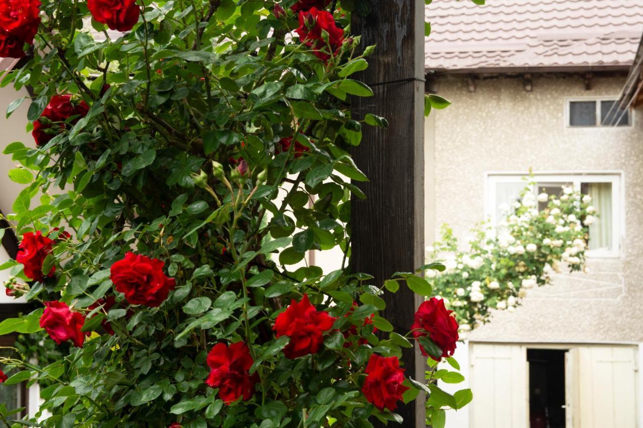 Pension Andra'S House Horezu Εξωτερικό φωτογραφία